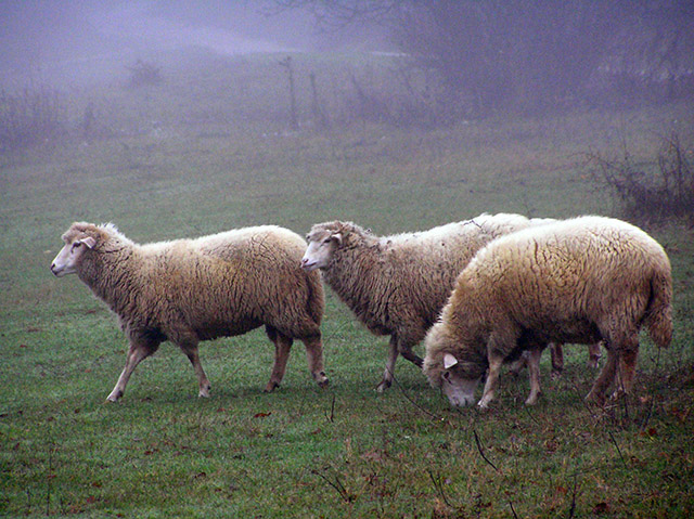 На полонині вівці